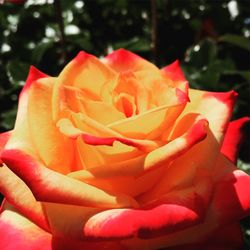 Close-up of red rose