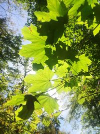 Low angle view of tree