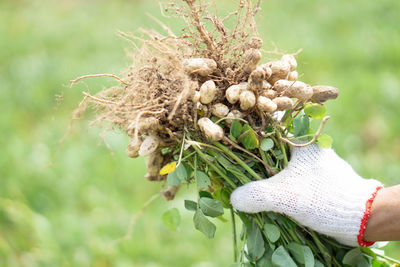 Close-up of hand holding plant