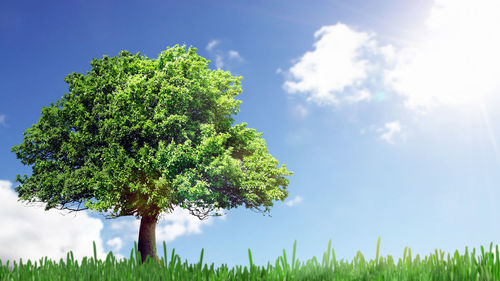 Low angle view of tree on field against sky