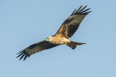 Low angle view of eagle flying in sky