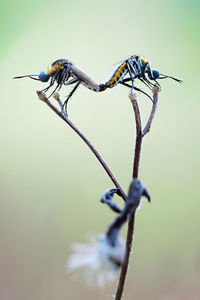 Close-up of insect on plant