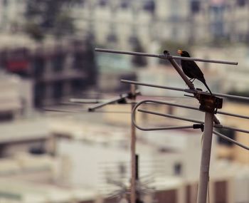 Blackbird perching on antenna