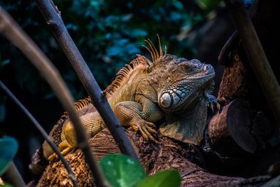 Close-up of a lizard