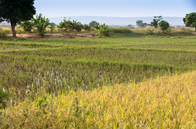 View of agricultural field at countryside