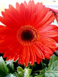 Close-up of red flower