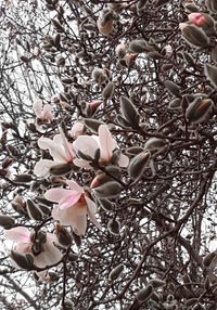 Close-up of flowers