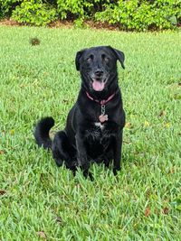 Portrait of dog sitting on grass