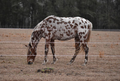 Horse grazing on field