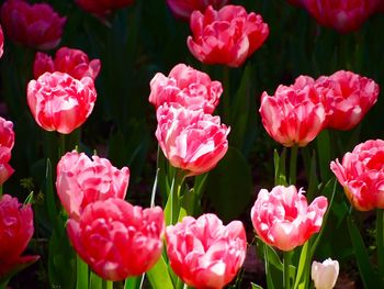 Close-up of pink flowering plants