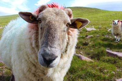 Portrait of cow on field against sky