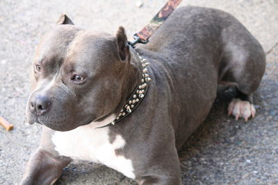 Close-up of dog looking away