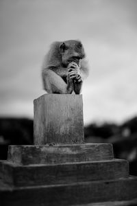 Close-up monkey sitting on wood