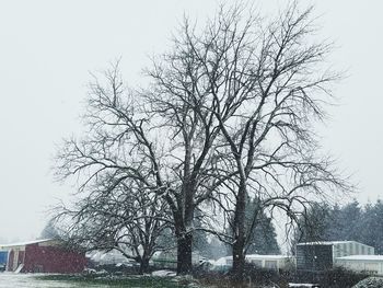 Low angle view of birds on tree against sky