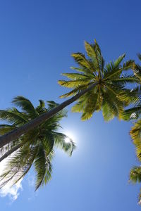 Low angle view of palm tree against clear blue sky