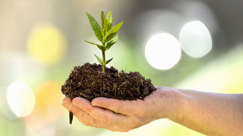 Close-up of hand holding plant