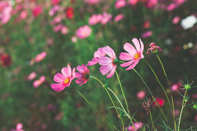 Close-up of pink cosmos flowers