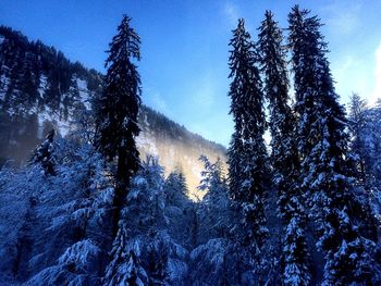 Low angle view of trees against blue sky