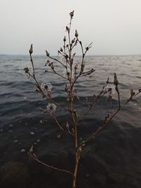 Close-up of plants against sea