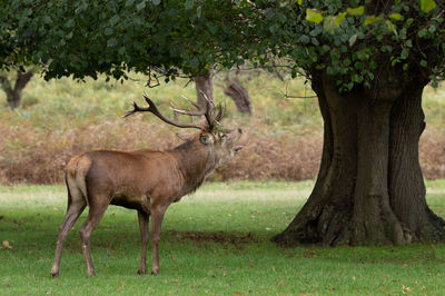 Large stag during the rutting season in bushy park, teddington