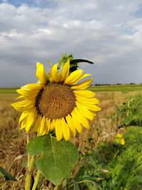 Close-up of sunflower on field