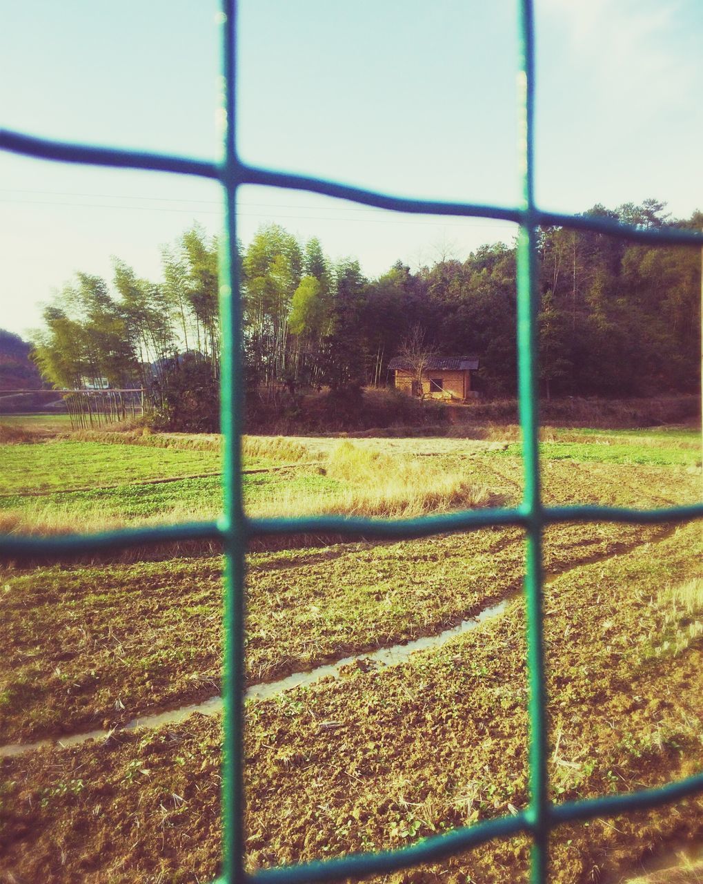 fence, field, grass, green color, tree, landscape, sky, growth, chainlink fence, protection, tranquility, grassy, tranquil scene, nature, day, rural scene, safety, metal, green, outdoors