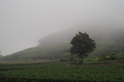Trees on field against sky