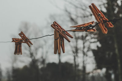 Low angle view of clothespins hanging on rope against trees