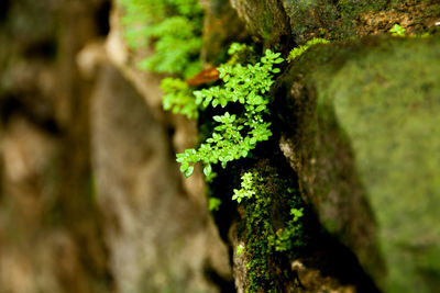 Close-up of moss growing on tree trunk