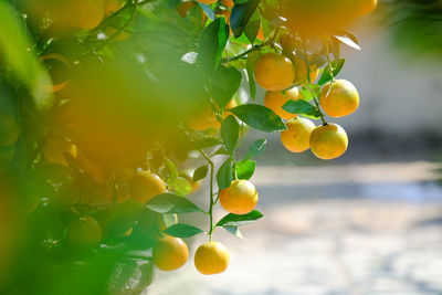 Close-up of fruits growing on tree