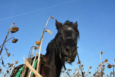 Low angle view of horse amidst dried sunflowers against clear sky