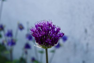 Close-up of purple flowering plant