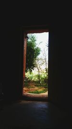 Trees seen through open window