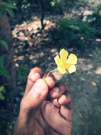 Close-up of hand holding yellow flower