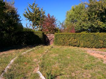 Trees on field against sky