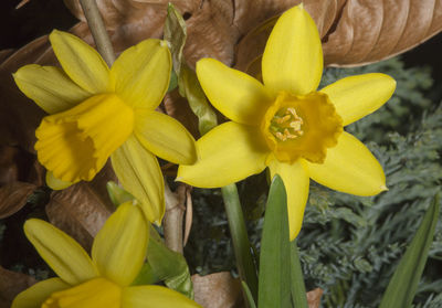Close-up of yellow flowers