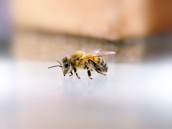 Close-up of bee