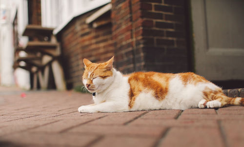 Cat resting on footpath