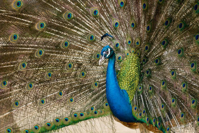 Close-up of peacock with feathers fanned out