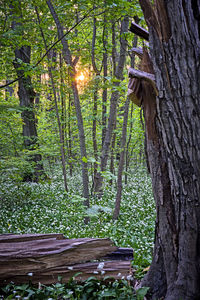 Trees in forest