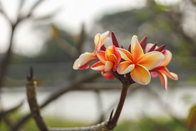 Close-up of orange flower