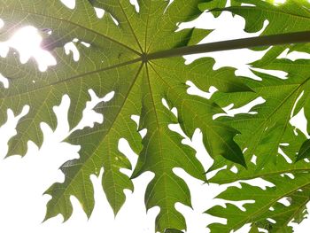 Full frame shot of green leaves