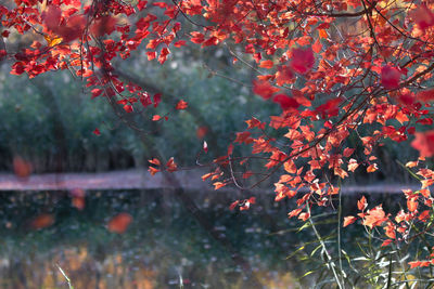 Close-up of red maple leaves on tree during autumn