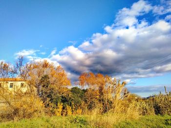 Trees on field against sky