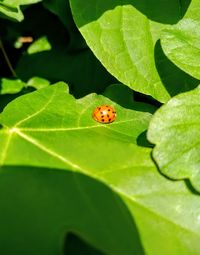 Close-up of ladybug on leaf