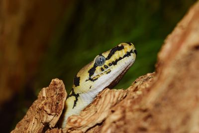 Close-up of insect on tree