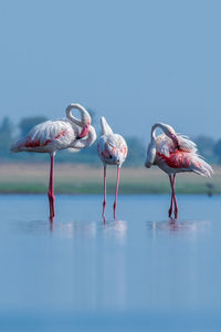 Folks of greater flamingos preening after a long bath in water