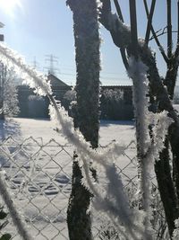 Close-up of frozen tree against sky