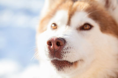 Close-up of dog looking away