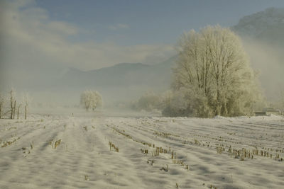 Trees on snow covered landscape against sky